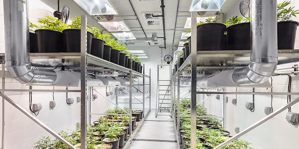 Medical Cannabis Production